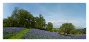 Garth images, Powys, Bluebell Common, Builth Wells
